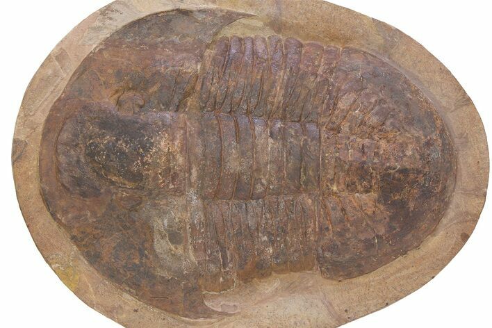 Giant Asaphid Trilobite (Basilicus) - Fezouata Formation #381212